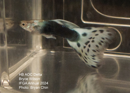 guppy hb aoc bicolor